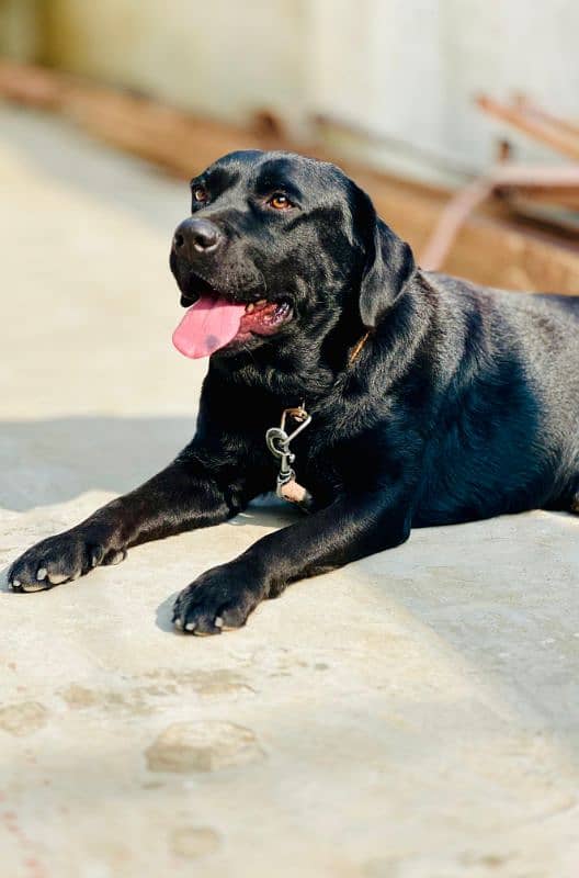 British black Labrador 1