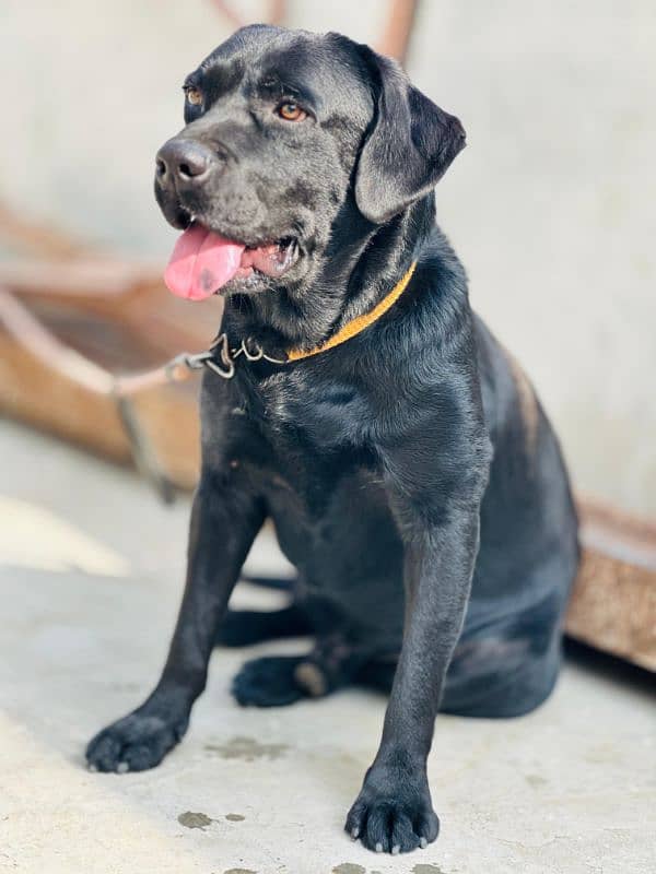 British black Labrador 4