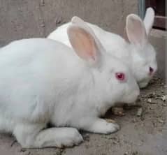 Pure Red Eyes Tamed Male Rabbit 02