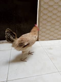 misri murgian egg laying for sale