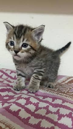 female persian kitten