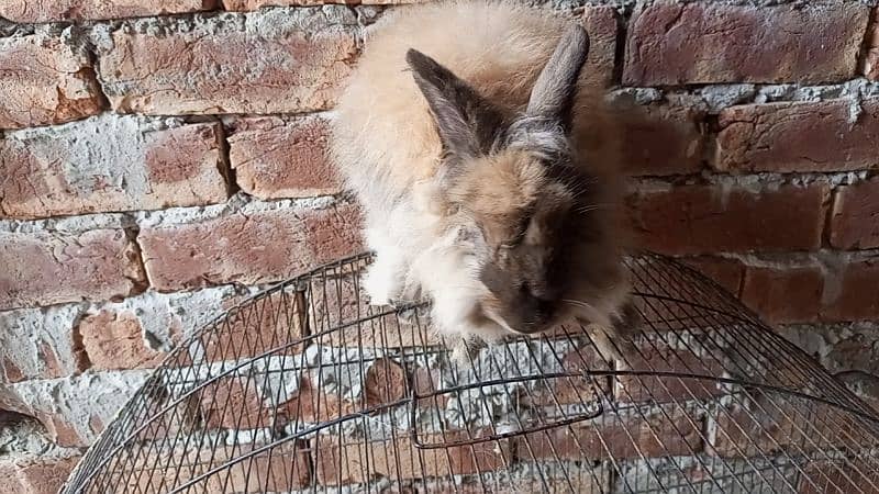 cage for sale Gray angora rabbit female for sale 1