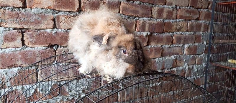 cage for sale Gray angora rabbit female for sale 2