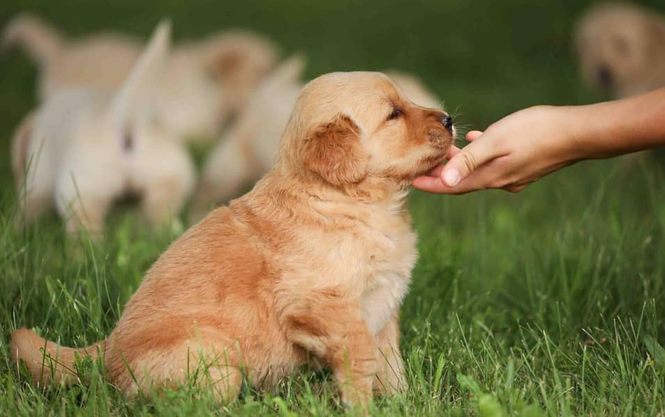 American Golden Retriever puppy 03231447953 0