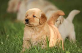 American Golden Retriever puppy 03231447953