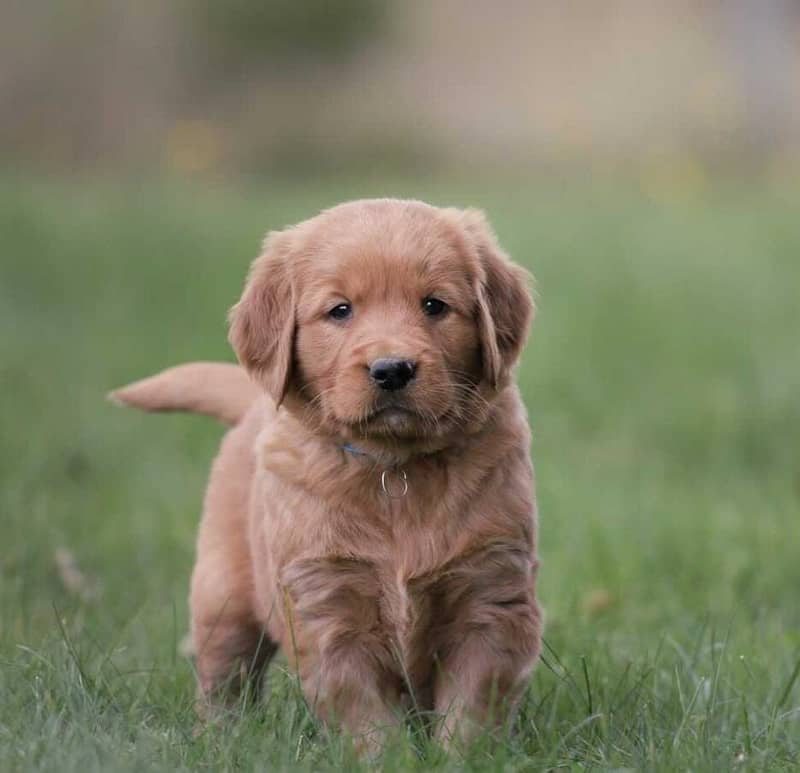 American Golden Retriever puppy 03231447953 2