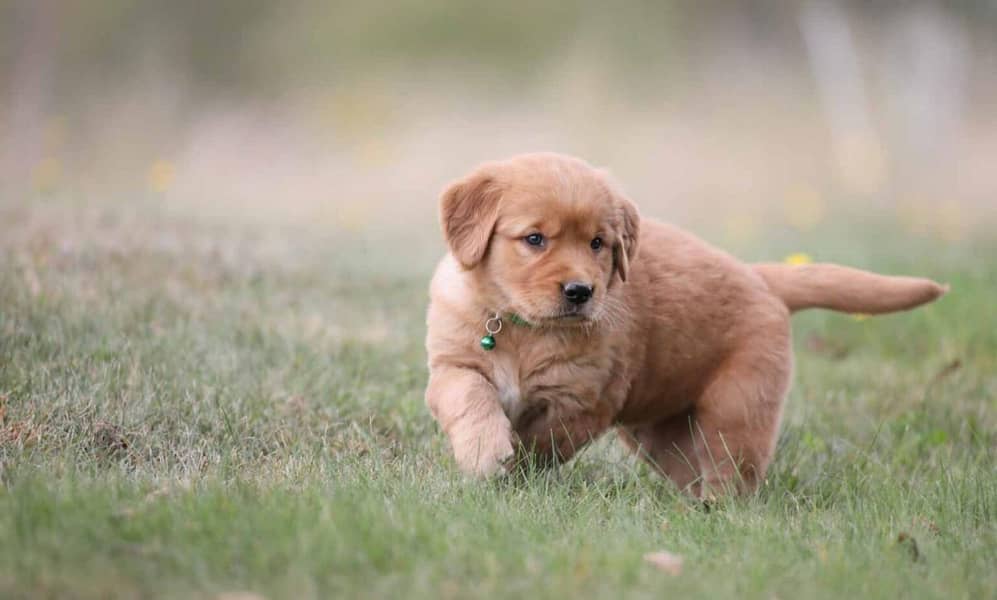 American Golden Retriever puppy 03231447953 3