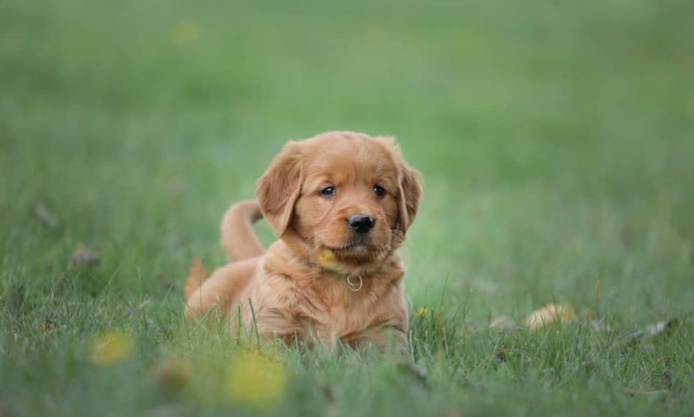 American Golden Retriever puppy 03231447953 4