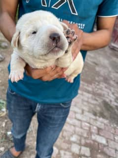 Labrador Puppies