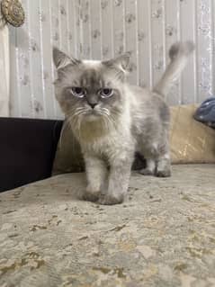 “Adorable White-Cream Cat ‘Tago’ (1.1 Years Old) for Sale – Calm