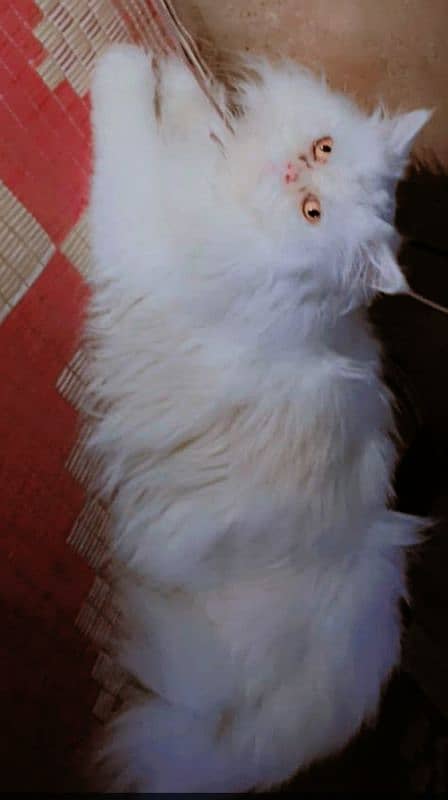 good punch white cat for sale 1