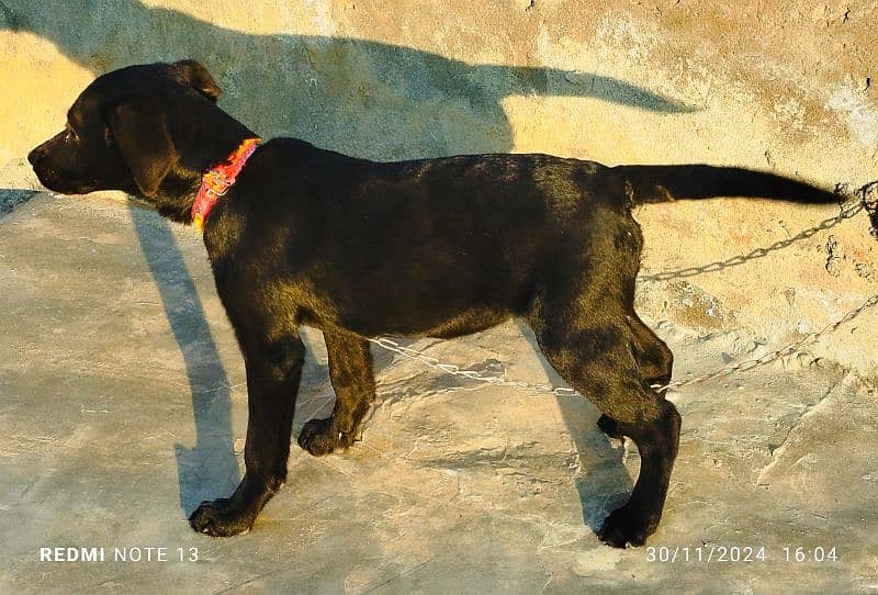 Active female puppy for sale 0