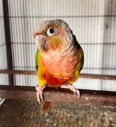 PINEAPPLE CONURE RED FACTOR