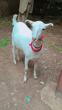 Teddy Bakri Goat (2 Month Ghabban)