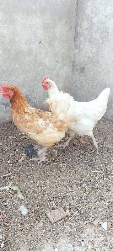 Golden misri mugriya for sale 1