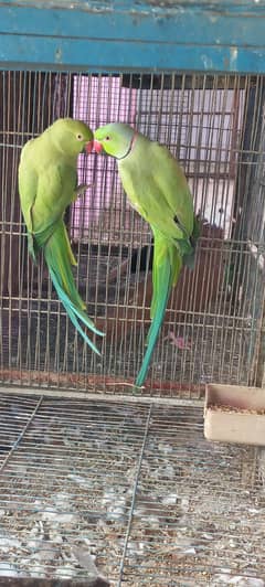 Ringneck Breeder pair Parrots Birds tota