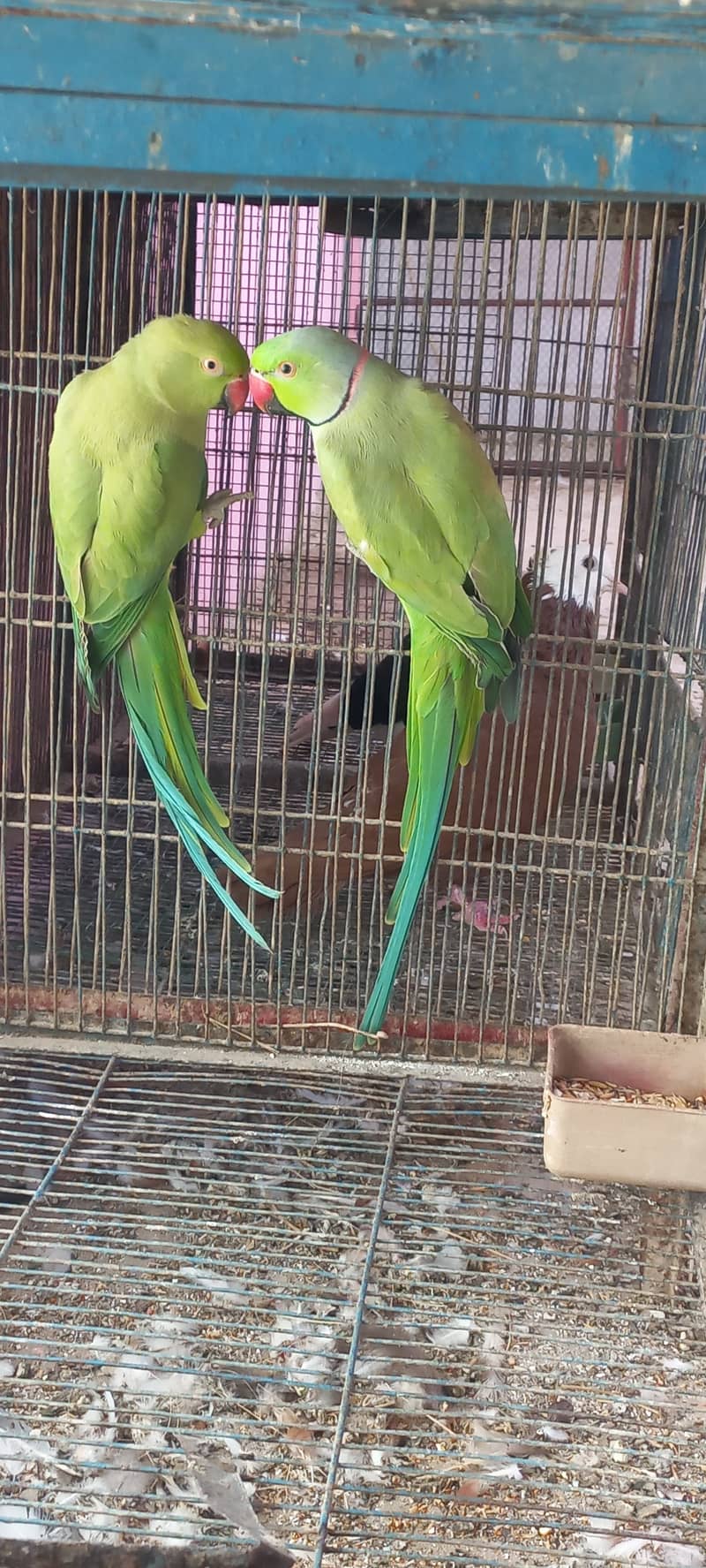 Ringneck Breeder pair Parrots Birds tota 0