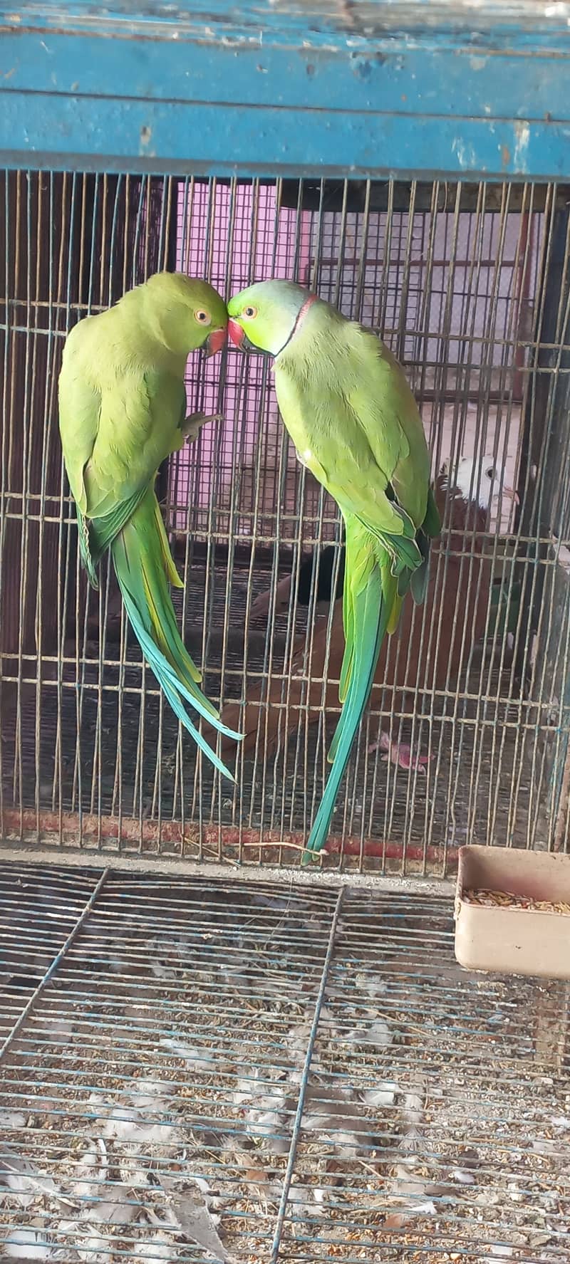 Ringneck Breeder pair Parrots Birds tota 1