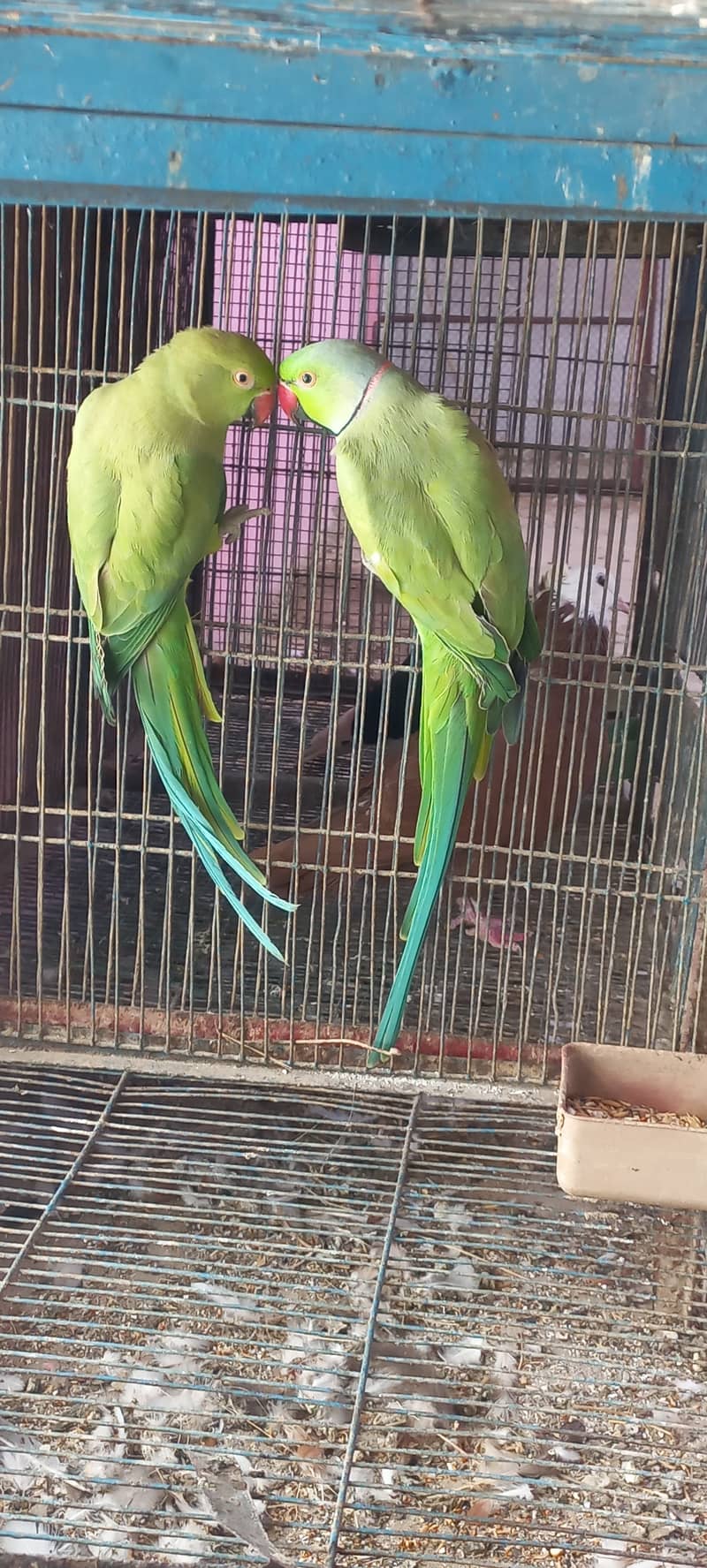 Ringneck Breeder pair Parrots Birds tota 2