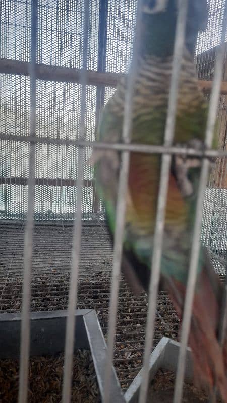 breeder pairs and Adults pieces of green chick conure available 4