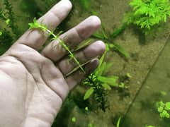 Hydrilla live aquatic plants