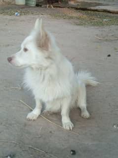 Spitz Breed baby