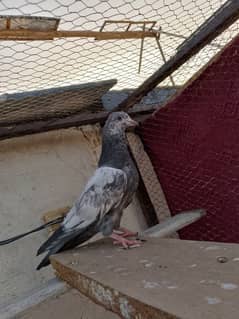 pigeons pathay for sale 03436602706