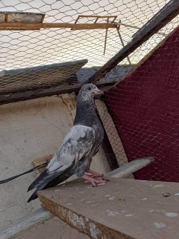 pigeons pathay for sale 03436602706 0