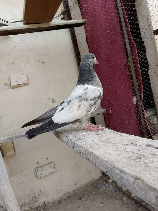 pigeons pathay for sale 03436602706 1