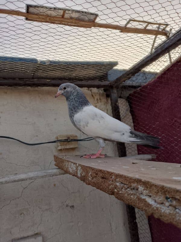 pigeons pathay for sale 03436602706 2