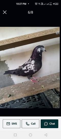 pigeons pathay for sale 03436602706