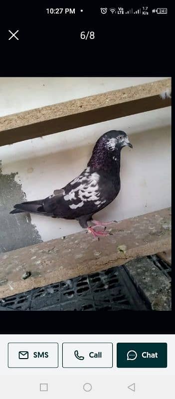 pigeons pathay for sale 03436602706 3