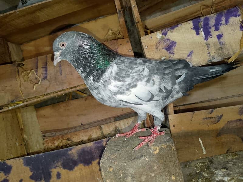 pigeons pathay for sale 03436602706 4