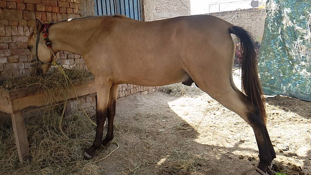 Age 15 month Wachera Khulla zubardast naal ka ka Khubsurat Khulla 2