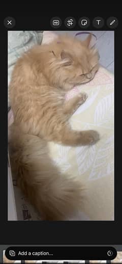 3 months old Persian triple coat semi punched face pair of kitten