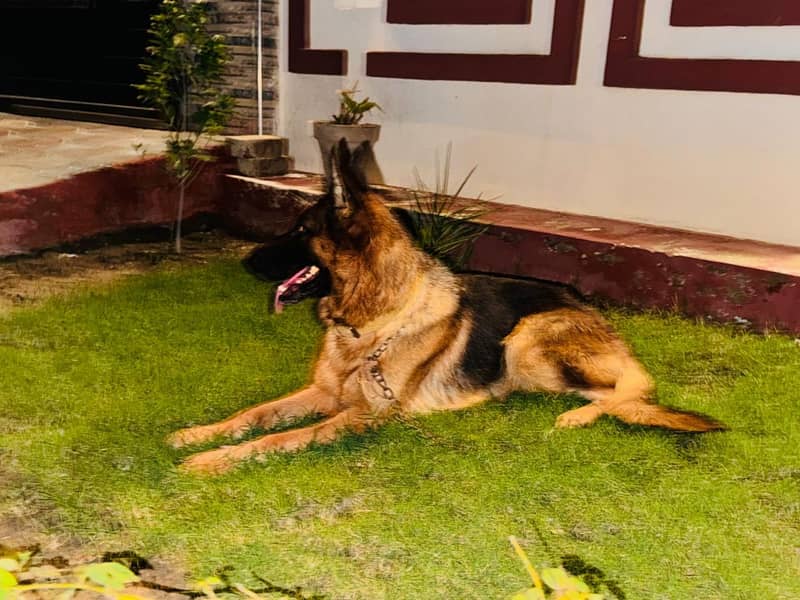 German shepherd female double coated 0