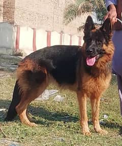 top quality German Shepherd long cout black marks female for sale