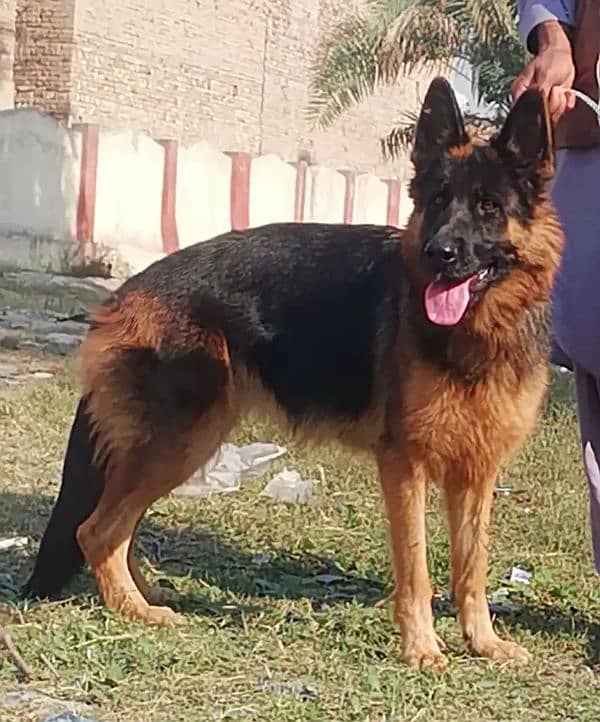 top quality German Shepherd long cout black marks female for sale 0