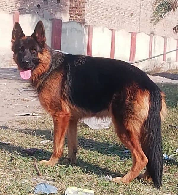 top quality German Shepherd long cout black marks female for sale 1