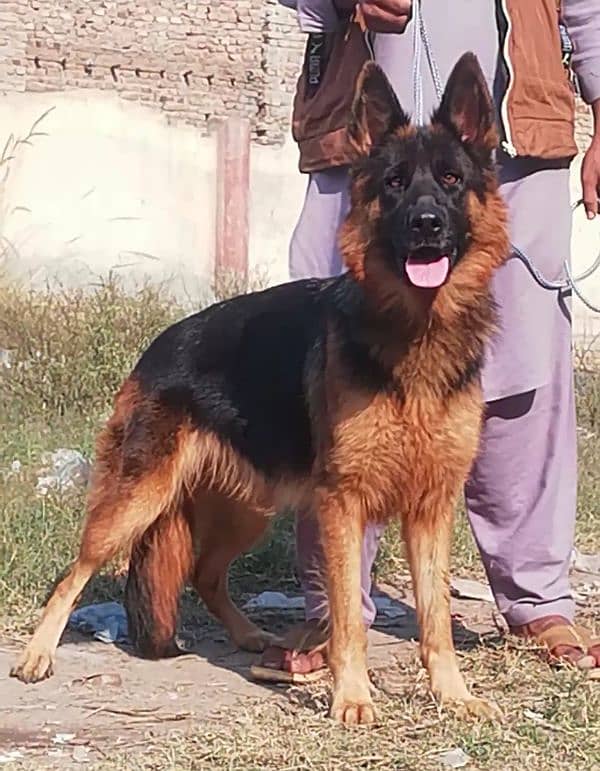 top quality German Shepherd long cout black marks female for sale 2