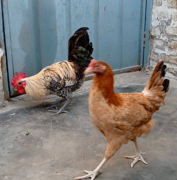 desi hen pair دیسی مرغی کا جوڑا 0