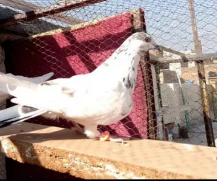 pigeons pathay for sale 03436602706 6