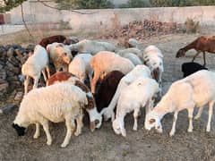 sheep male female for sale