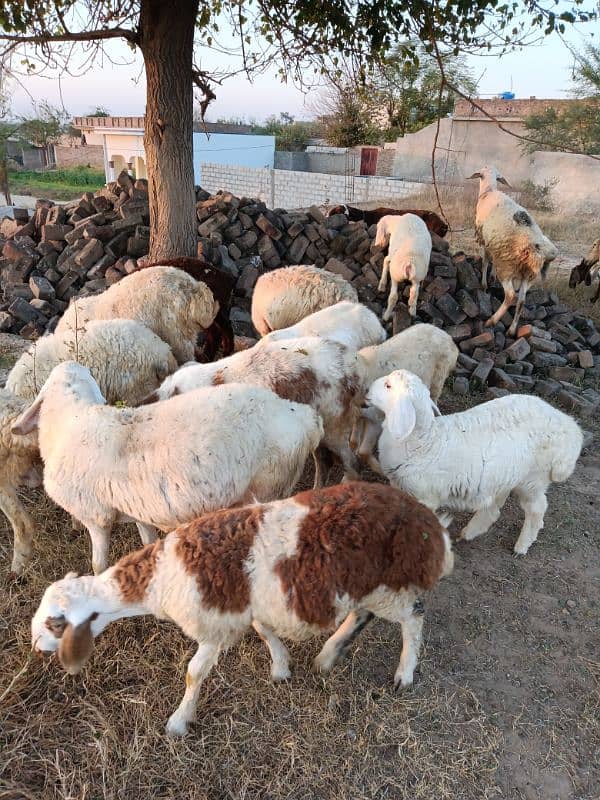 sheep male female for sale 1