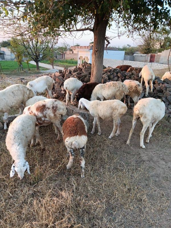 sheep male female for sale 2