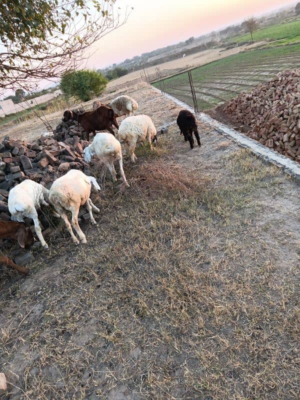 sheep male female for sale 3