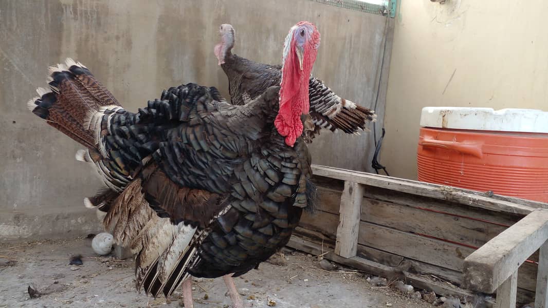 Turkey breeder pair 0