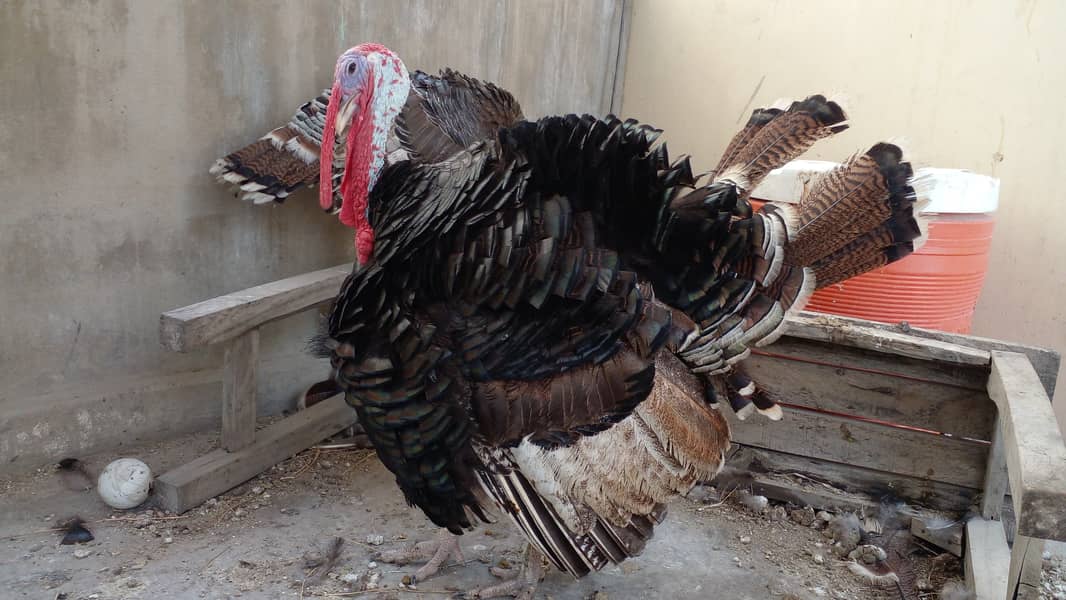 Turkey breeder pair 1