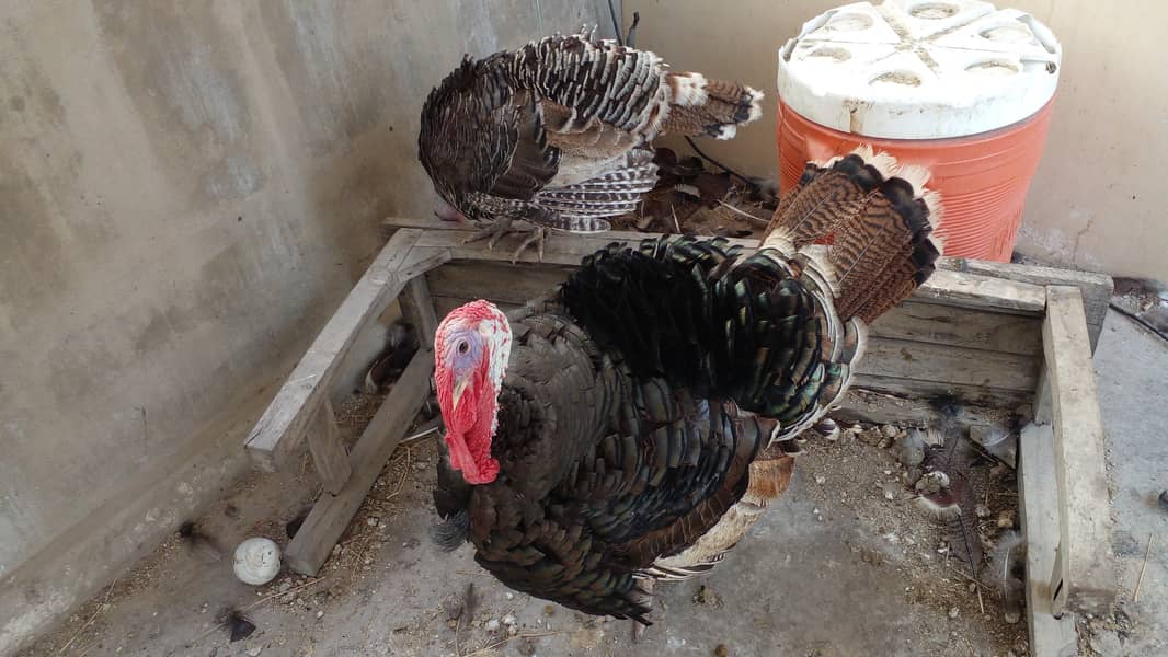 Turkey breeder pair 2