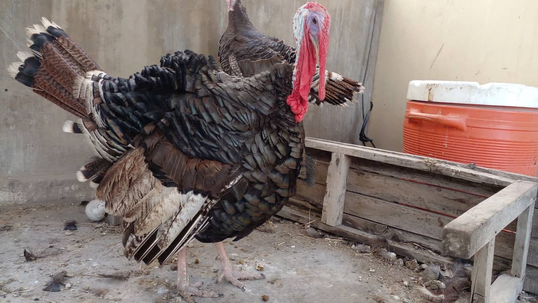 Turkey breeder pair 4